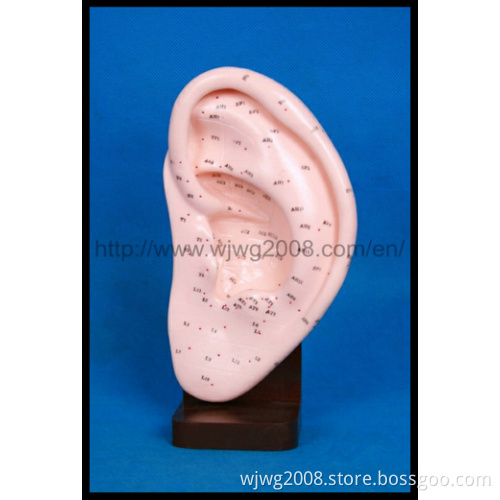 Message Acupuncture Ear Model (M-3-22)